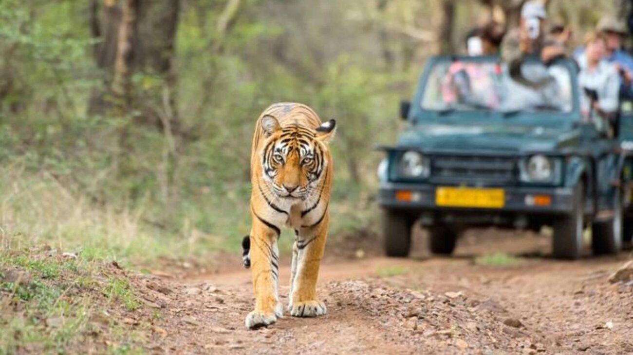 Golden Triangle Tour with Tiger Safari