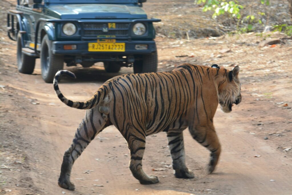 a large tiger walking across a dirt road