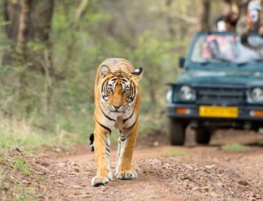 Golden Triangle Tour with Tiger Safari
